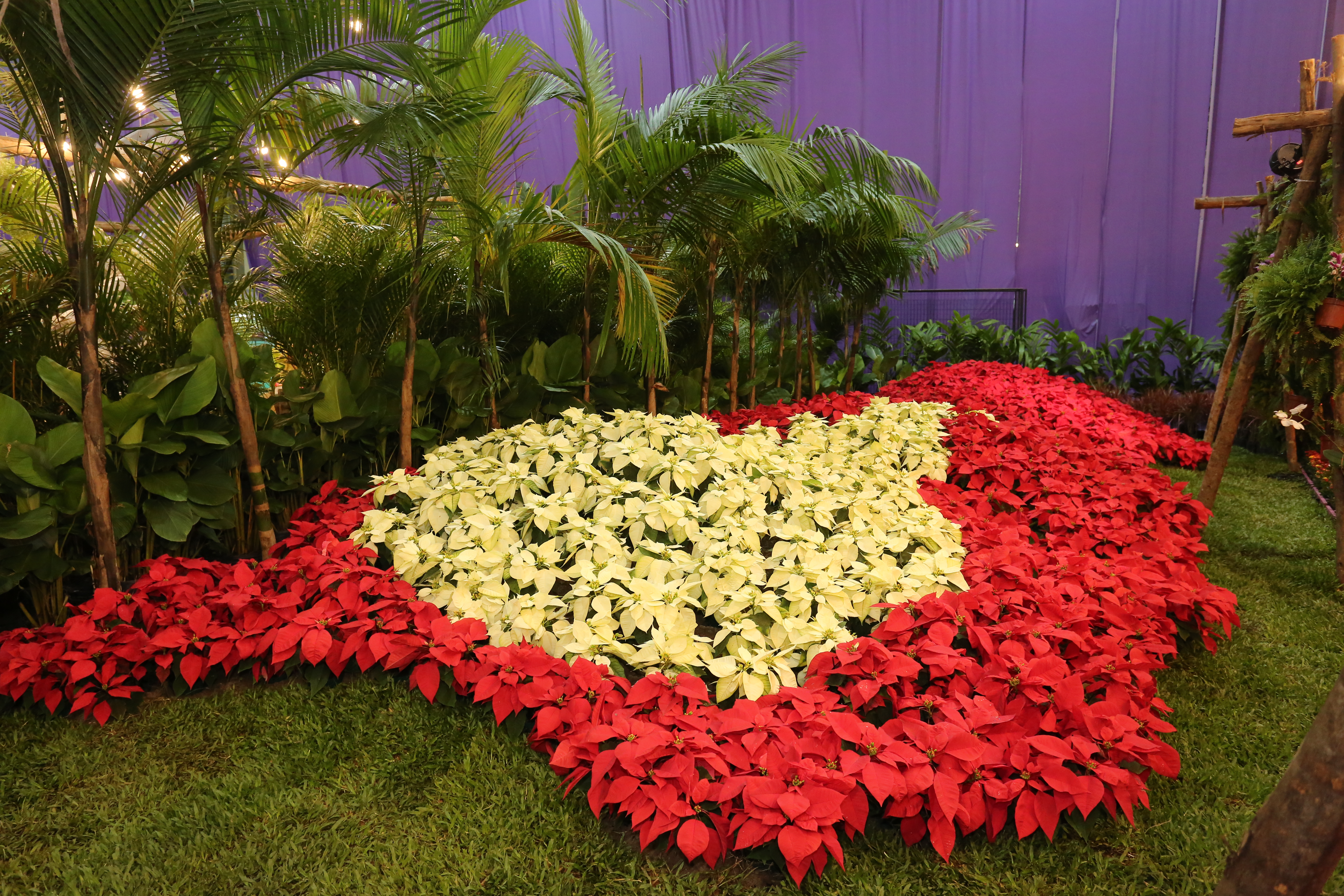 Canteiro de flores vermelhas e brancas entre palmeiras e gramado, diante de uma cortina roxa no pavilhão.